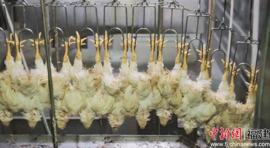 白羽鸡。 白羽鸡。