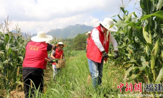 采摘玉米现场。