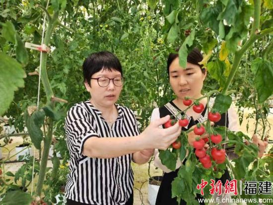 图为福州市蔬菜科学研究所所长陈秀娟在福州蔬菜科学研究所的大棚里介绍爆汁西红柿 - 副本