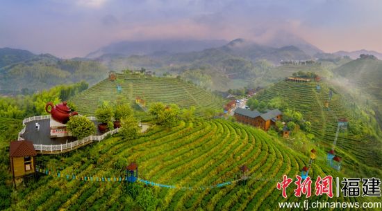 图为三明市大田县屏山生态茶园。
