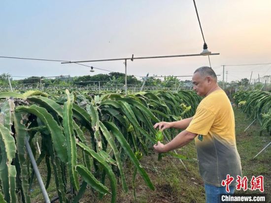 9月，台胞曾钧毅正在查看火龙果生长情况。　郑江洛 摄