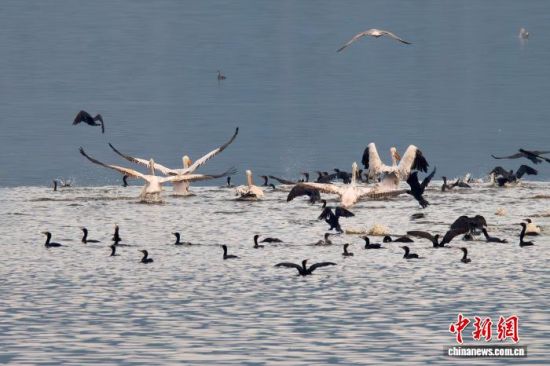 图为珍稀鸟类卷羽鹈鹕在福建罗源湾嬉戏。倪炎通 摄